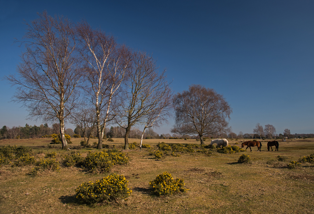 Spring Birch and Ponies,  West Wellow Common